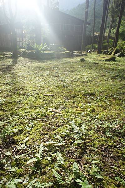 陽光灑在草地上