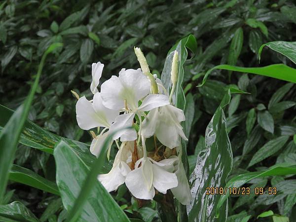 IMG_4431.JPG