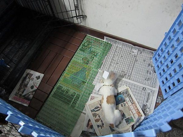 狗狗雜事!