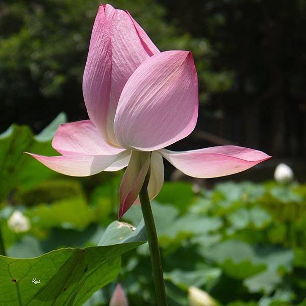 「出水芙蓉」