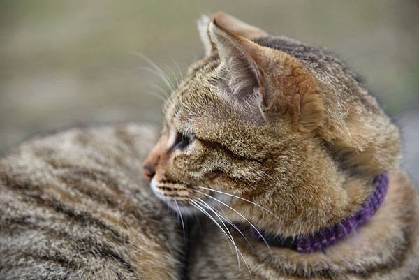 幸せの猫