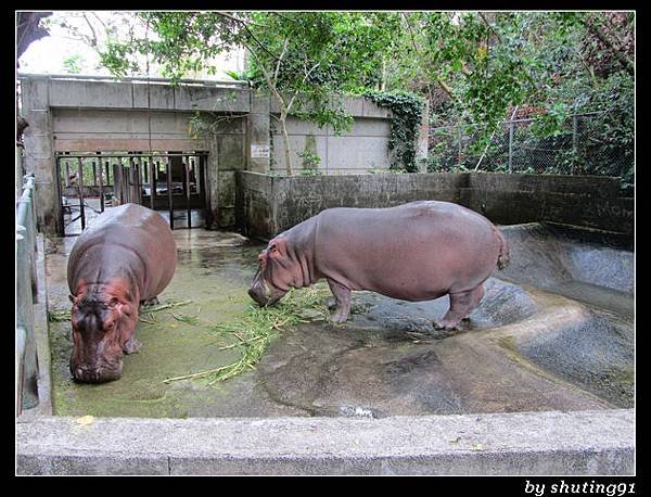 121103 3Y0M c 沖繩兒童王國 zoo (57)