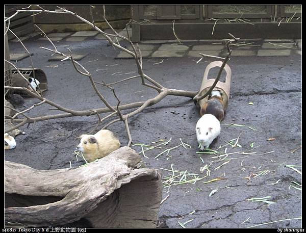 140817 Tokyo Day 6 d 上野動物園 (93).jpg