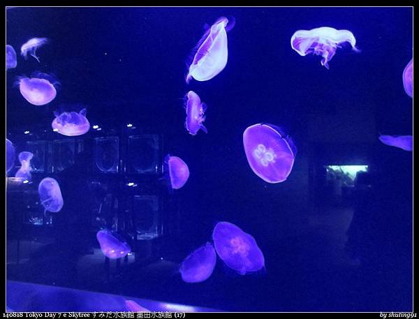 140818 Tokyo Day 7 e Skytree すみだ水族館 墨田水族館 (17).jpg