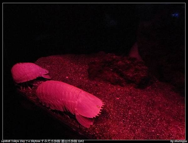 140818 Tokyo Day 7 e Skytree すみだ水族館 墨田水族館 (26).jpg