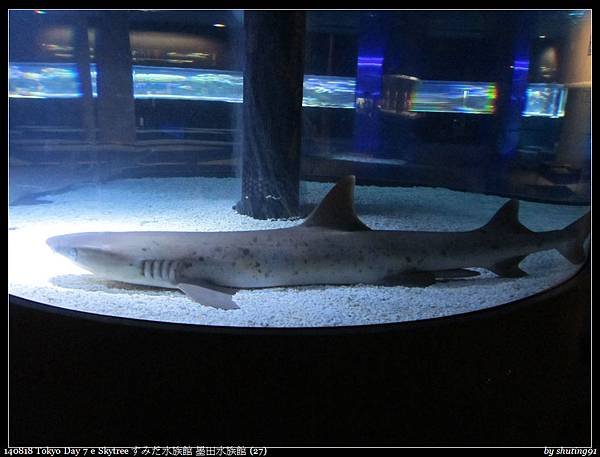 140818 Tokyo Day 7 e Skytree すみだ水族館 墨田水族館 (27).jpg