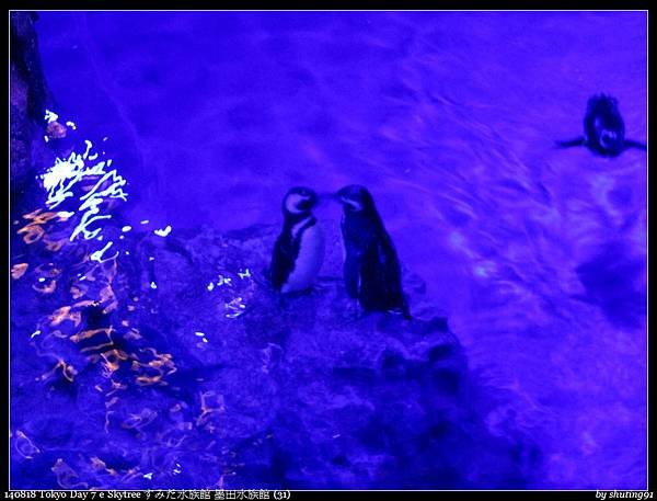 140818 Tokyo Day 7 e Skytree すみだ水族館 墨田水族館 (31).jpg