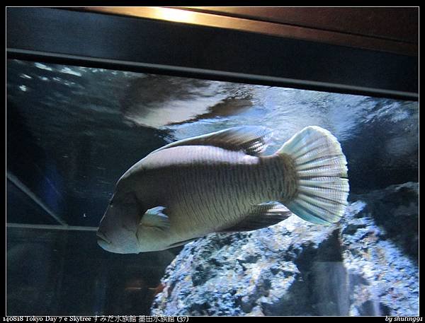 140818 Tokyo Day 7 e Skytree すみだ水族館 墨田水族館 (37).jpg