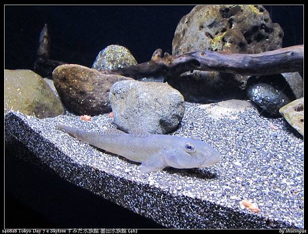 140818 Tokyo Day 7 e Skytree すみだ水族館 墨田水族館 (46).jpg