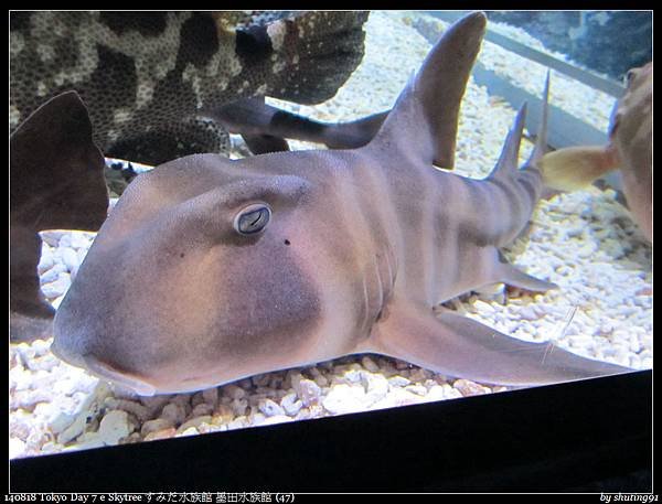 140818 Tokyo Day 7 e Skytree すみだ水族館 墨田水族館 (47).jpg