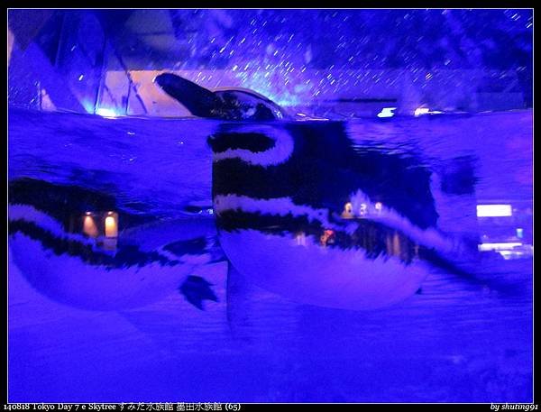 140818 Tokyo Day 7 e Skytree すみだ水族館 墨田水族館 (65).jpg