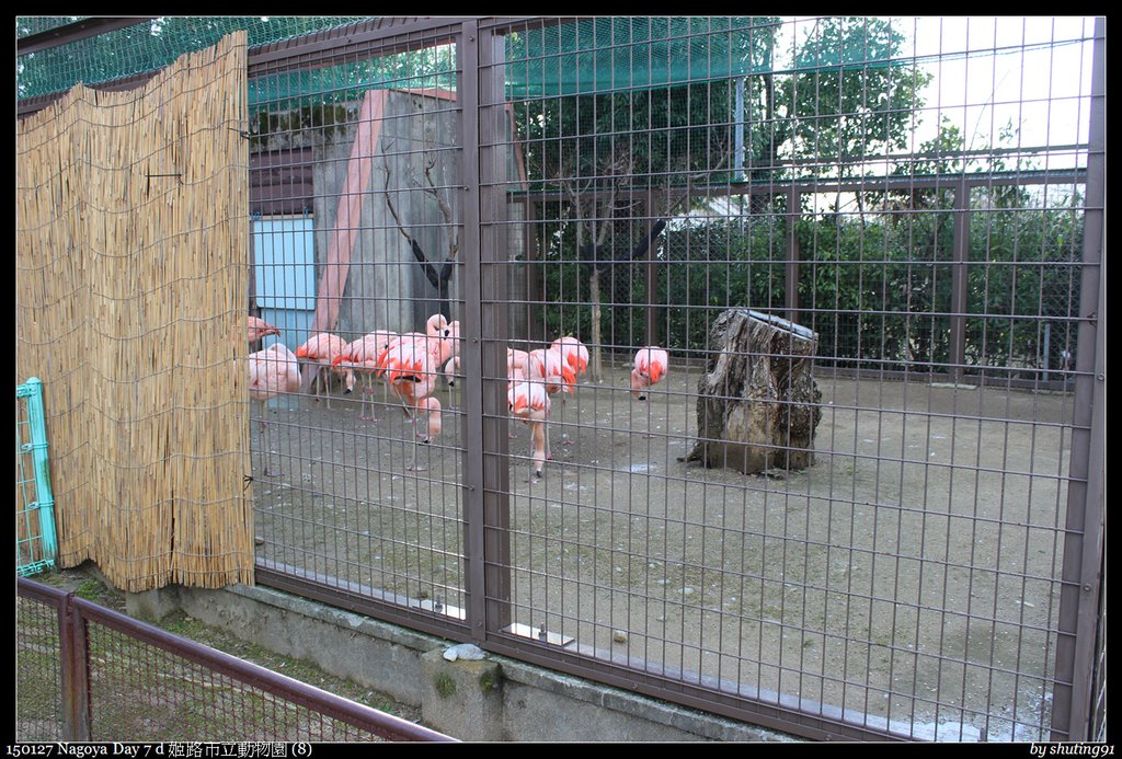 150127 Nagoya Day 7 d 姬路市立動物園 (8).jpg