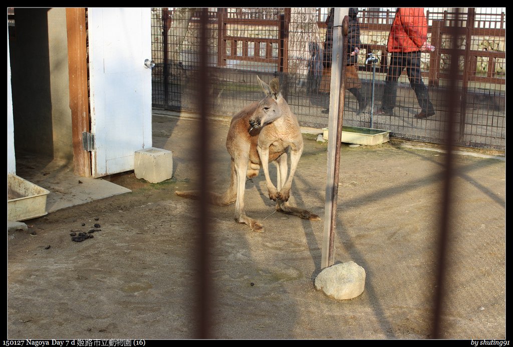 150127 Nagoya Day 7 d 姬路市立動物園 (16).jpg