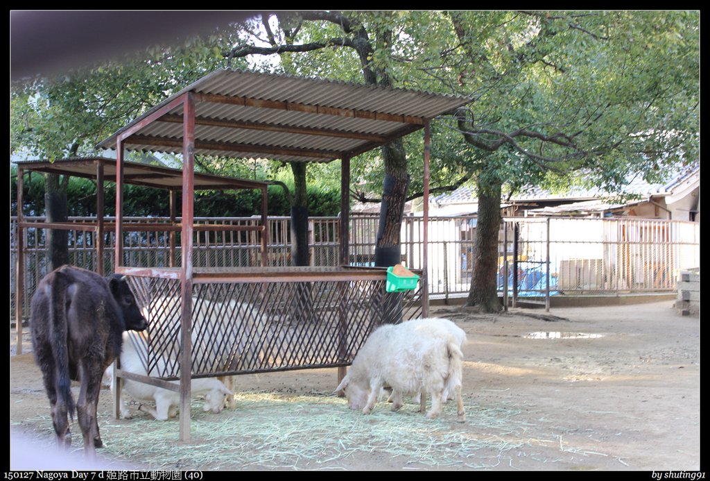 150127 Nagoya Day 7 d 姬路市立動物園 (40).jpg