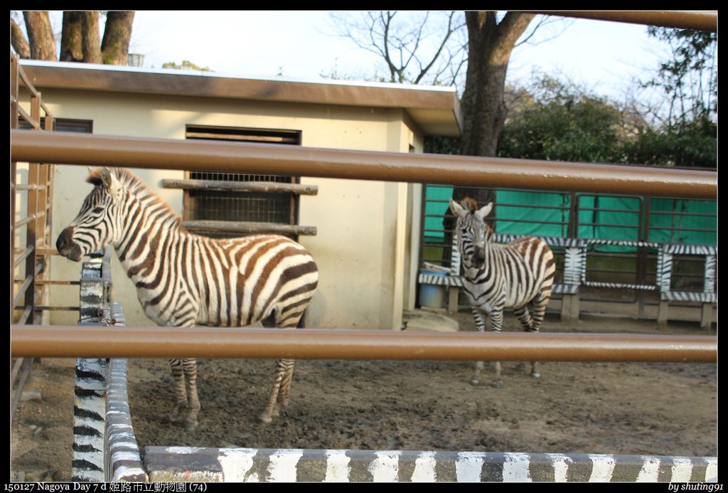 150127 Nagoya Day 7 d 姬路市立動物園 (74).jpg