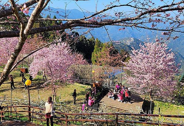 春日小旅行~~桃園拉拉山「恩愛農場」賞櫻