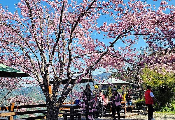 春日小旅行~~桃園拉拉山「恩愛農場」賞櫻