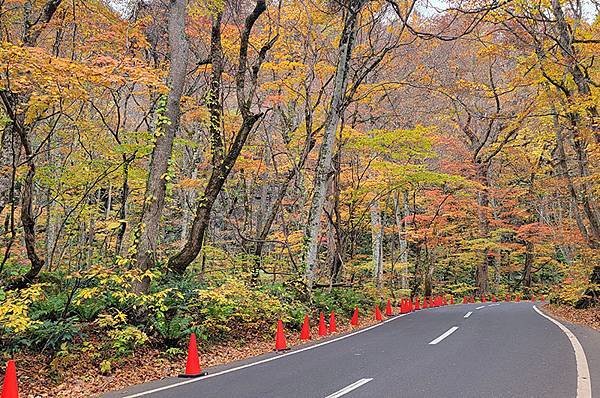 日本東北的秋日風情~~奧入瀨溪散策