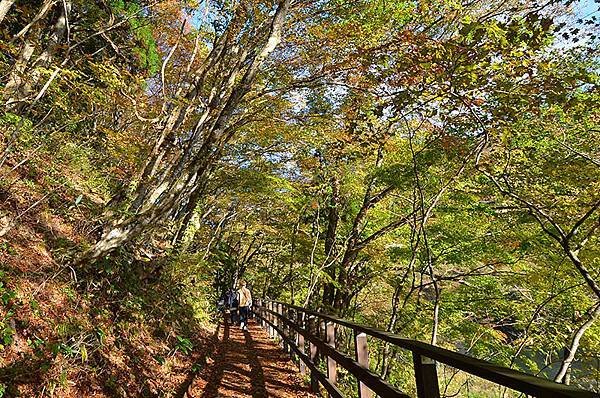 秋日紅葉季抱返溪谷健行