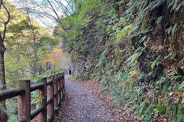 秋日紅葉季抱返溪谷健行