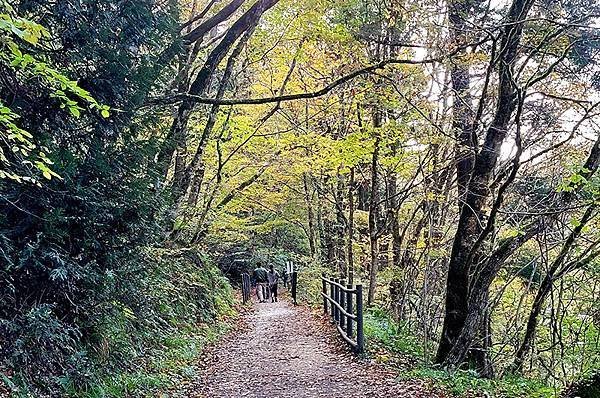 秋日紅葉季抱返溪谷健行