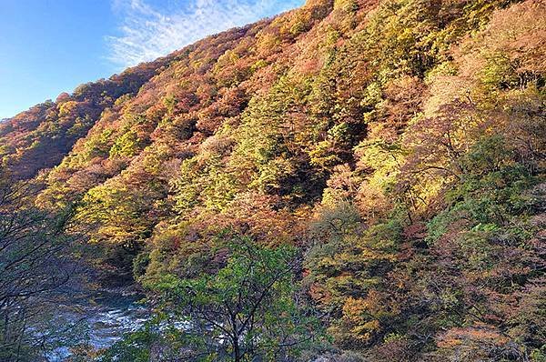 秋日紅葉季抱返溪谷健行