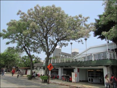 淡水苦楝花 (31).jpg