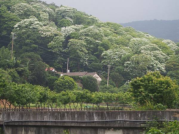 三生步道桐花 (5).jpg