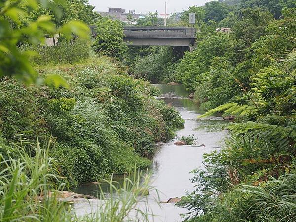 三生步道桐花 (30).jpg