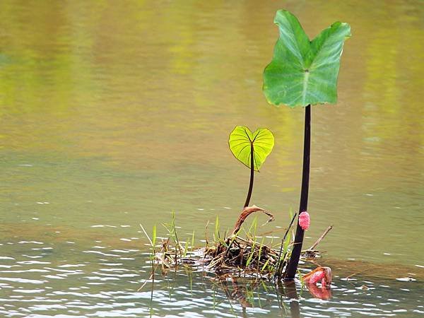 三生步道桐花 (32).jpg