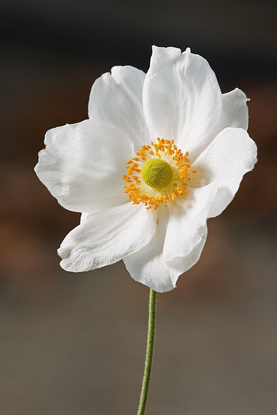 Anemone_hupehensis_var__japonica_1.jpg