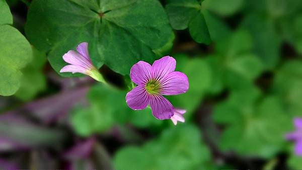 紫花榨醬草(1).jpg