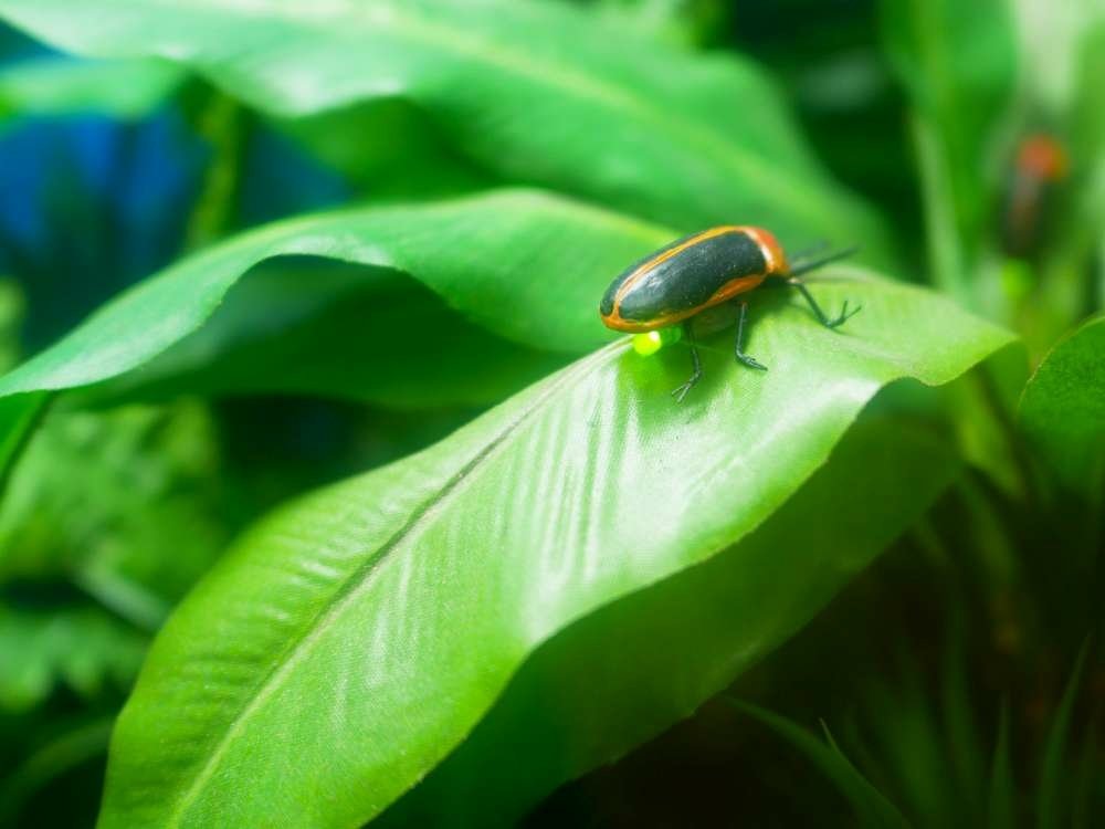 15.農業部生物多樣性研究所-10-1000.jpg