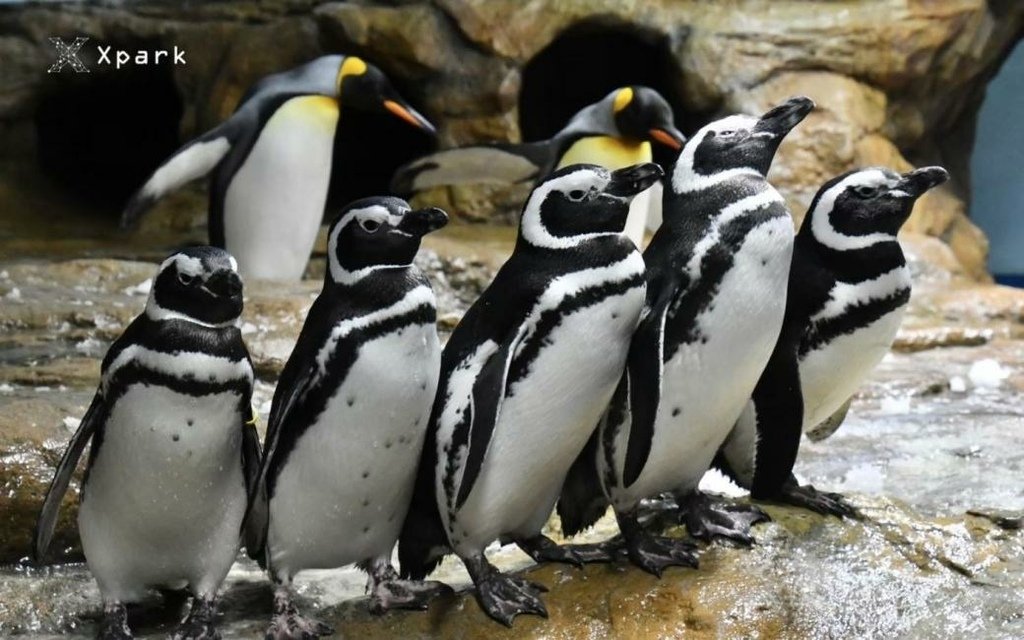 桃園Xpark水族館-2.jpg