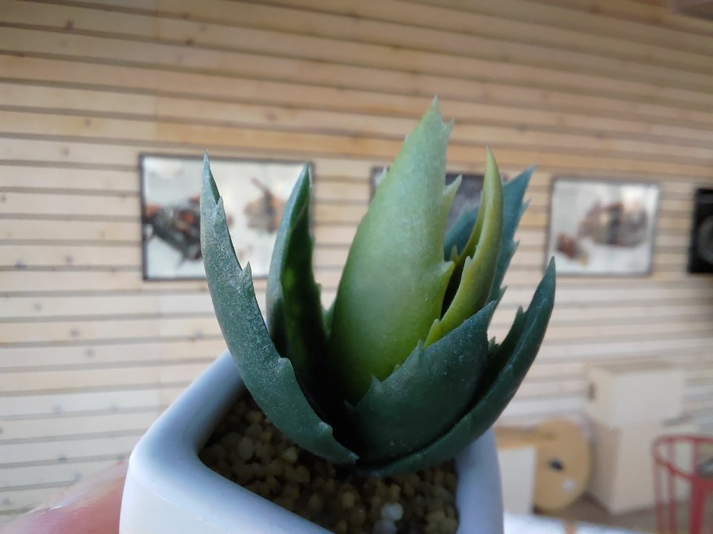 macro_4.jpg