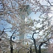 櫻花叢中的五陵郭塔