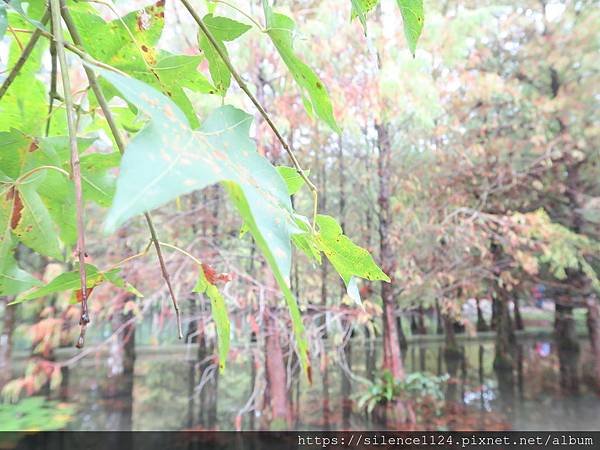 【攝影旅行】落羽松秘境一進來驚嘆不已！鈺展苗圃等你來囉~