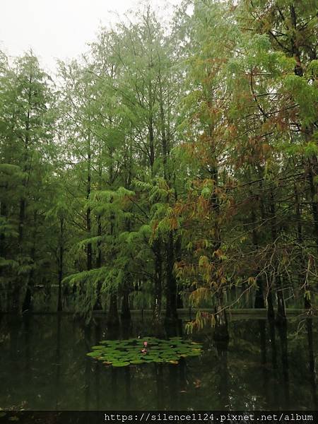 【攝影旅行】落羽松秘境一進來驚嘆不已！鈺展苗圃等你來囉~