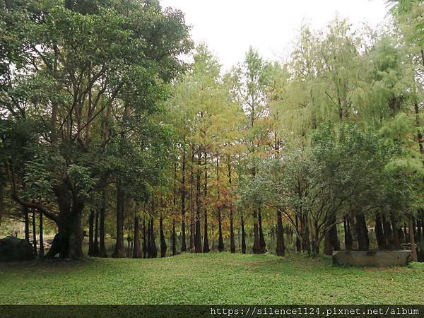 【攝影旅行】落羽松秘境一進來驚嘆不已！鈺展苗圃等你來囉~