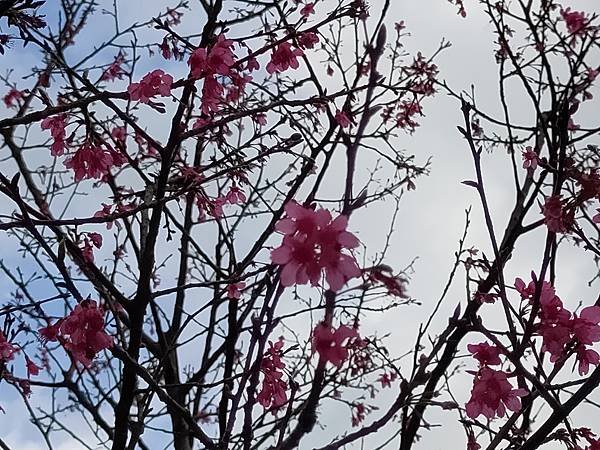 新北汐止賞櫻大道