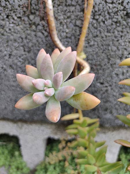 雲林豆本行手作鹽滷豆花