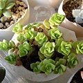 Sedum makinoi 圓葉萬年草 / 丸葉万年草