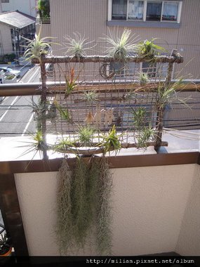 2011/4/25 Tillandsia usneoides / 松蘿 / ウスネオイデス