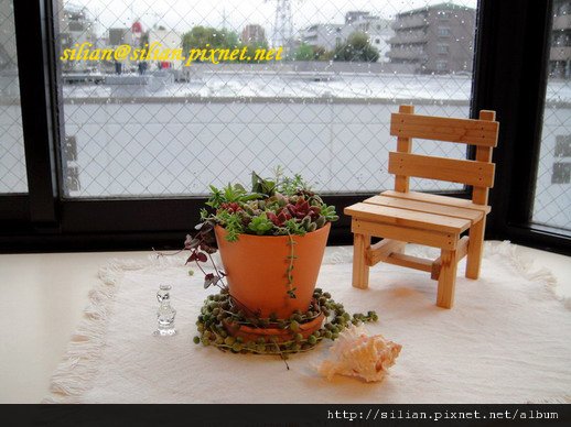 雨天裡的多肉組合