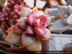 姬朧月 / ブロンス姫 / Graptopetalum &apos;BRONZ&apos; 