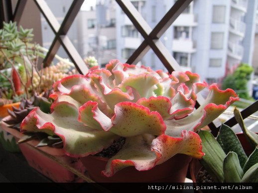 2011/6/8 Echeveria cv. Takasagonookina 高砂之翁