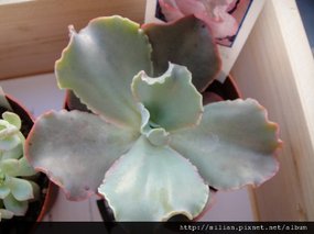 2009/4/8 Echeveria cv. Takasagonookina 高砂之翁