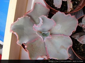 2009/4/18 Echeveria cv. Takasagonookina 高砂之翁