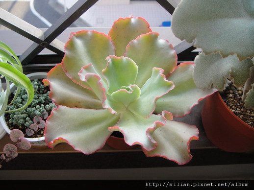 2009/8/12 Echeveria cv. Takasagonookina 高砂之翁