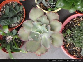 2009/11/5 回台前的陽台 Echeveria cv. Takasagonookina 高砂之翁